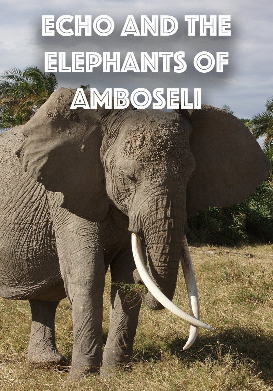 Echo And The Elephants Of Amboseli