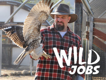Wild Jobs
