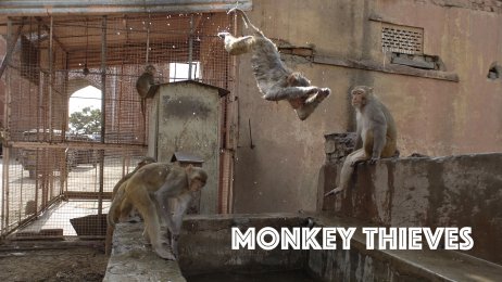 Monkey Thieves