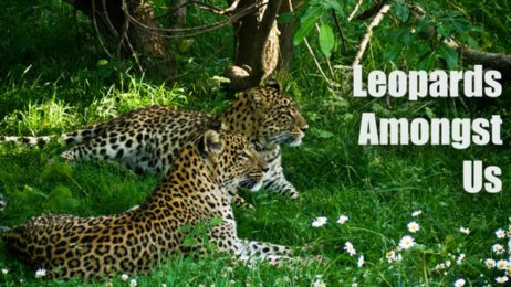 Leopards Amongst Us