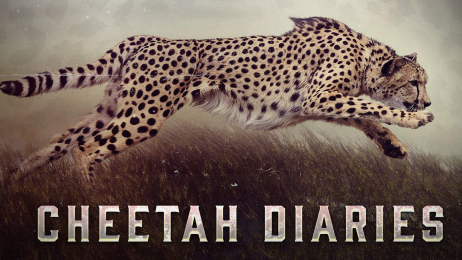 The Cheetah Diaries S1E3