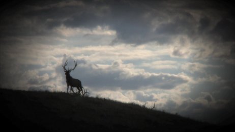 Colorado Elk II