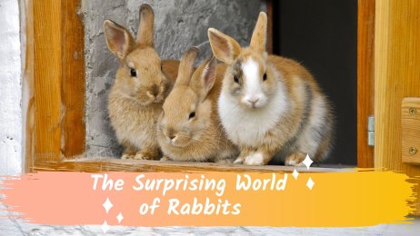 The Surprising World of Rabbits