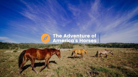 The Adventure of America’s Horses