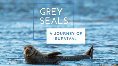 Grey Seals, A Journey of Survival