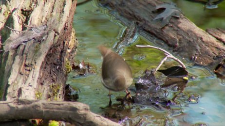 Birders: The Central Park Effect