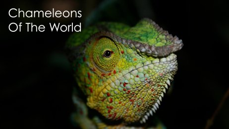 Chameleons Of The World