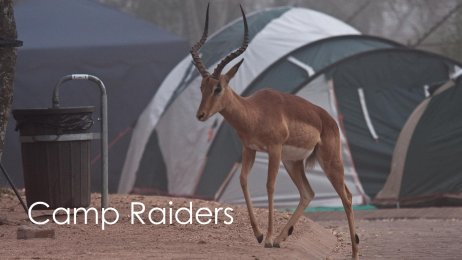 Camp Raiders