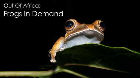 Out Of Africa: Frogs In Demand