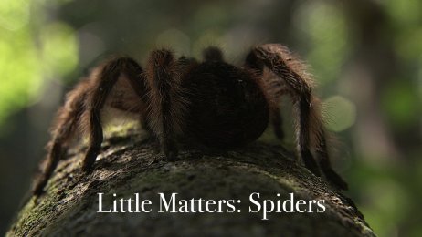 Little Matters: Spiders