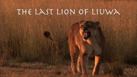 The Last Lion Of Liuwa