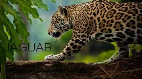 Jaguar, Closer Than Ever Thought Possible